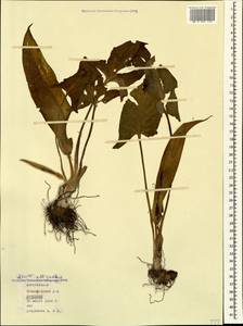Arum italicum subsp. albispathum (Steven ex Ledeb.) Prime, Caucasus, Azerbaijan (K6) (Azerbaijan)