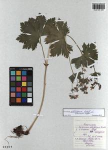 KUZ 000 258, Geranium albiflorum Ledeb., Siberia, Altai & Sayany Mountains (S2) (Russia)