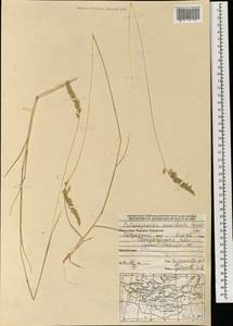 Calamagrostis macilenta (Griseb.) Litv., Mongolia (MONG) (Mongolia)