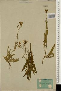 Lactuca tatarica (L.) C. A. Mey., Caucasus, Dagestan (K2) (Russia)