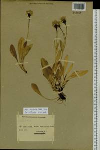 Crepis chrysantha (Ledeb.) Turcz., Siberia, Western (Kazakhstan) Altai Mountains (S2a) (Kazakhstan)
