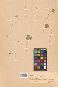 Oxalis acetosella L., Siberia, Russian Far East (S6) (Russia)