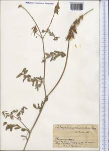 Astragalus peduncularis Royle ex Benth., Middle Asia, Pamir & Pamiro-Alai (M2) (Tajikistan)