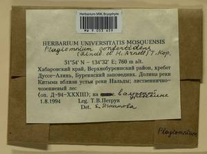 Plagiomnium confertidens (Lindb. & Arnell) T.J. Kop., Bryophytes, Bryophytes - Russian Far East (excl. Chukotka & Kamchatka) (B20) (Russia)