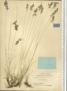Poa pratensis L., Siberia, Altai & Sayany Mountains (S2) (Russia)