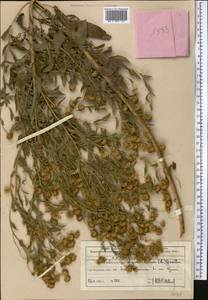 Pulicaria dysenterica (L.) Bernh., Middle Asia, Western Tian Shan & Karatau (M3) (Kazakhstan)