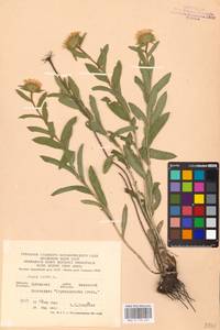 Pentanema hirtum (L.) D. Gut. Larr., Santos-Vicente, Anderb., E. Rico & M. M. Mart. Ort., Eastern Europe, North Ukrainian region (E11) (Ukraine)