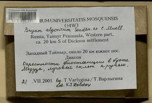 Ptychostomum compactum Hornsch., Bryophytes, Bryophytes - Krasnoyarsk Krai, Tyva & Khakassia (B17) (Russia)