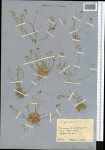 Draba verna L., Middle Asia, Kopet Dag, Badkhyz, Small & Great Balkhan (M1) (Turkmenistan)