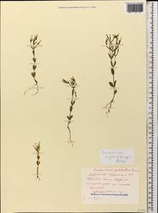 Centaurium pulchellum var. meyeri (Bunge) Omer, Caucasus, Stavropol Krai, Karachay-Cherkessia & Kabardino-Balkaria (K1b) (Russia)