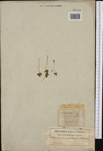 Pinguicula villosa L., Western Europe (EUR) (Sweden)