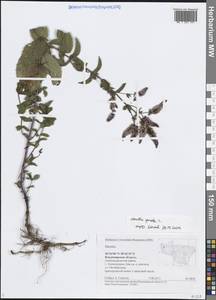 Mentha spicata L., Eastern Europe, Central region (E4) (Russia)
