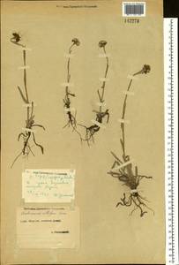 Antennaria lanata (Hook.) Greene, Siberia, Yakutia (S5) (Russia)