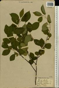 Prunus cerasus subsp. cerasus, Eastern Europe, Central region (E4) (Russia)