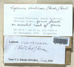 Lophozia ventricosa (Dicks.) Dumort., Bryophytes, Bryophytes - European North East (B7) (Russia)