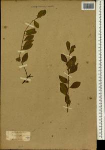 Flueggea suffruticosa (Pall.) Baill., South Asia, South Asia (Asia outside ex-Soviet states and Mongolia) (ASIA) (Japan)