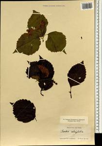 Sorbus alnifolia (Siebold & Zucc.) K. Koch, South Asia, South Asia (Asia outside ex-Soviet states and Mongolia) (ASIA) (Japan)