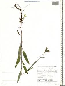 Saussurea alpina (L.) DC., Eastern Europe, Northern region (E1) (Russia)