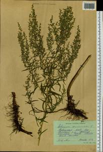 Artemisia dracunculus L., Siberia, Altai & Sayany Mountains (S2) (Russia)