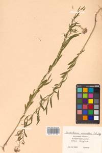 Dontostemon micranthus C. A. Mey., Siberia, Russian Far East (S6) (Russia)