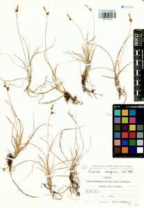 Carex supina Willd. ex Wahlenb., Siberia, Altai & Sayany Mountains (S2) (Russia)