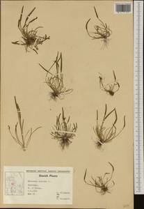 Myosurus minimus L., Western Europe (EUR) (Denmark)