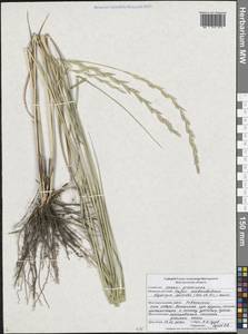 Elymus lolioides (P.Candargy) Melderis, Eastern Europe, Central forest-and-steppe region (E6) (Russia)