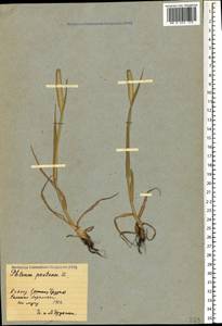 Phleum pratense L., Caucasus, Georgia (K4) (Georgia)
