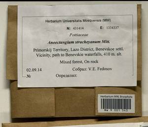 Anoectangium stracheyanum Mitt., Bryophytes, Bryophytes - Russian Far East (excl. Chukotka & Kamchatka) (B20) (Russia)
