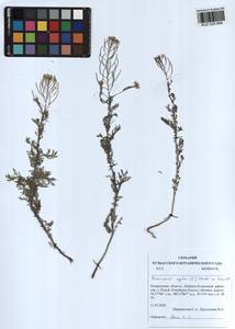 Descurainia sophia (L.) Webb ex Prantl, Siberia, Altai & Sayany Mountains (S2) (Russia)