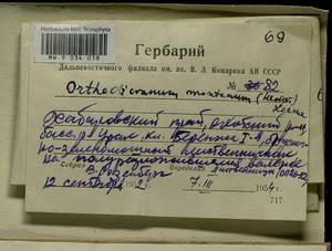 Orthodicranum montanum (Hedw.) Loeske, Bryophytes, Bryophytes - Russian Far East (excl. Chukotka & Kamchatka) (B20) (Russia)