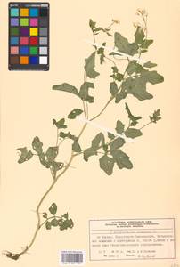 Cardamine amara L., Eastern Europe, Moscow region (E4a) (Russia)