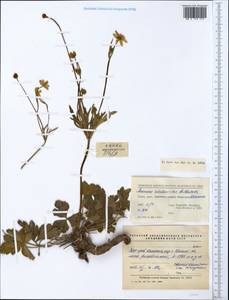 Eriocapitella rivularis (Buch.-Ham. ex DC.) Christenh. & Byng, South Asia, South Asia (Asia outside ex-Soviet states and Mongolia) (ASIA) (China)
