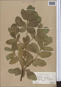 Angelica decurrens (Ledeb.) B. Fedtsch., Middle Asia, Western Tian Shan & Karatau (M3) (Kazakhstan)