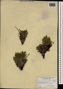 Arnebia euchroma subsp. euchroma, South Asia, South Asia (Asia outside ex-Soviet states and Mongolia) (ASIA) (Iran)