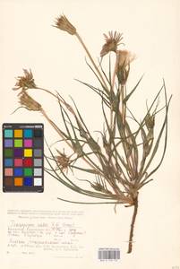 Tragopogon ruber S. G. Gmel., Middle Asia, Caspian Ustyurt & Northern Aralia (M8) (Kazakhstan)