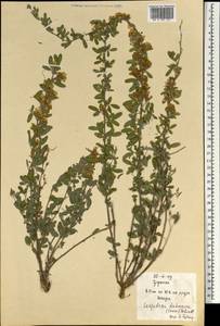 Lespedeza davurica (Laxm.)Schindl., Mongolia (MONG) (Mongolia)