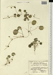 Hydrocotyle vulgaris L., Eastern Europe, North Ukrainian region (E11) (Ukraine)