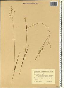 Achnatherum virescens (Trin.) Banfi, Galasso & Bartolucci, Caucasus, Black Sea Shore (from Novorossiysk to Adler) (K3) (Russia)