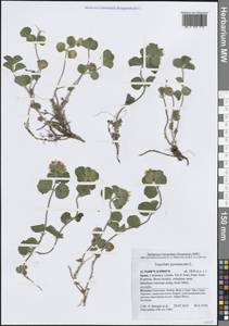 Teucrium pyrenaicum L., Western Europe (EUR) (Spain)