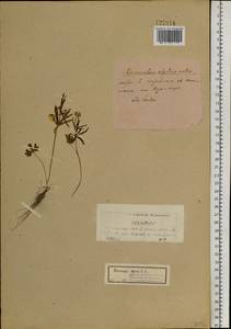 Ranunculus arcticus Richardson, Siberia, Yakutia (S5) (Russia)