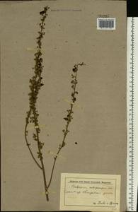 Verbascum blattaria L., Eastern Europe, Middle Volga region (E8) (Russia)