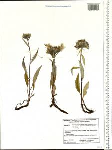 Saussurea tilesii (Ledeb.) Ledeb., Siberia, Central Siberia (S3) (Russia)