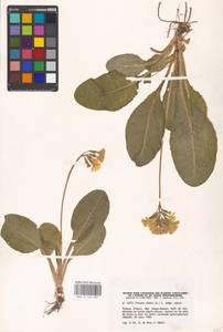Primula elatior (L.) L., Western Europe (EUR) (France)