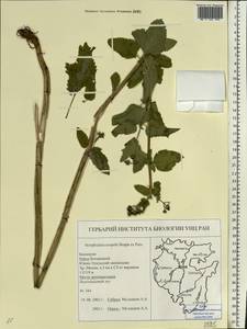 Scrophularia scopolii Hoppe, Eastern Europe, Eastern region (E10) (Russia)