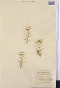 Acanthophyllum pungens (Bunge) Boiss., Middle Asia, Karakum (M6) (Turkmenistan)