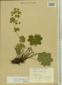 Alchemilla litwinowii Juz., Eastern Europe, Latvia (E2b) (Latvia)