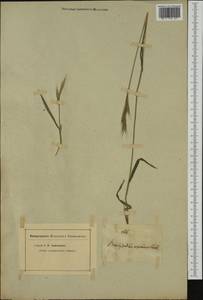Brachypodium distachyon (L.) P.Beauv., Western Europe (EUR) (Not classified)