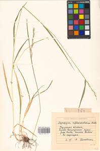 Elymus reflexiaristatus (Nevski) Melderis, Eastern Europe, Eastern region (E10) (Russia)