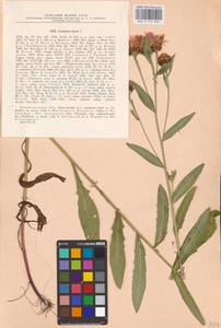 Centaurea jacea L., Eastern Europe, North-Western region (E2) (Russia)